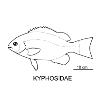 Line drawing of kyphosidae
